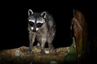 Myval severni - Procyon lotor - Raccoon 7995